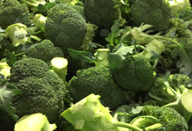 Broccoli Harvest Queensland