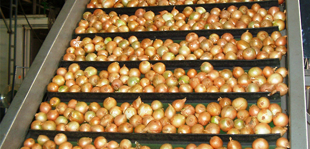 Onions on conveyor