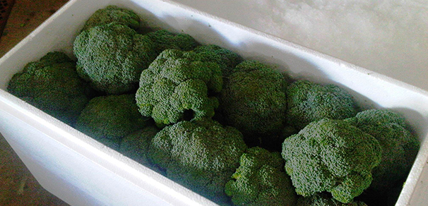 Broccoli Ready to Go